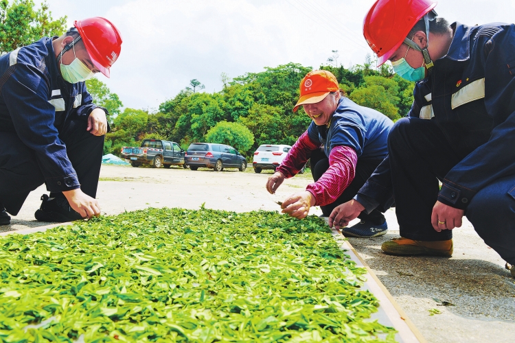 廣東臺(tái)山供電局保障茶農(nóng)茶企用電無憂