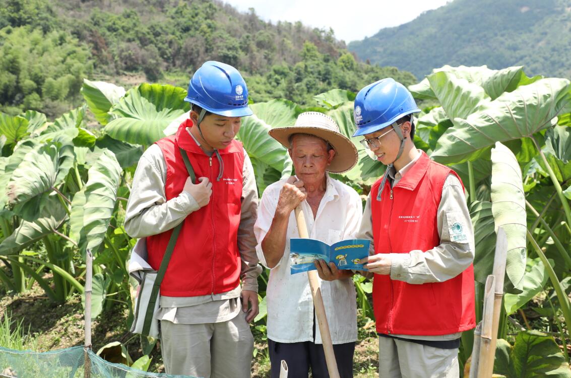 國網(wǎng)福鼎市供電公司電力賦能 共同奔向富“芋”路