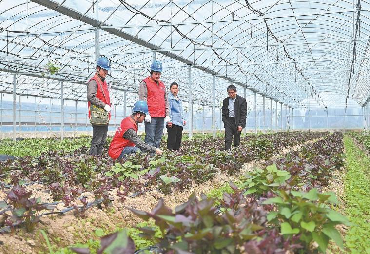 河南息縣：供電服務(wù)貼心，種植紅薯有信心”